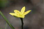 Yellow stargrass
